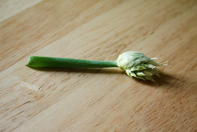 onion seed flower