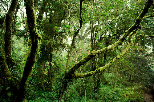 Forests of Alishan-3