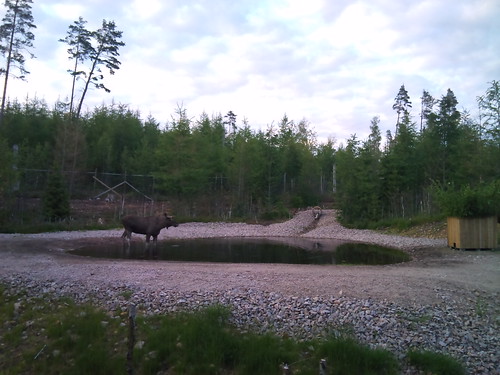 Moose bathing by XPeria2Day