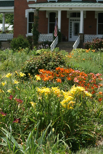 daylily bed