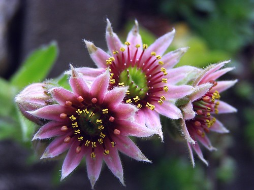 2012_0628Hens&Chicks0006 by maineman152 (Lou)