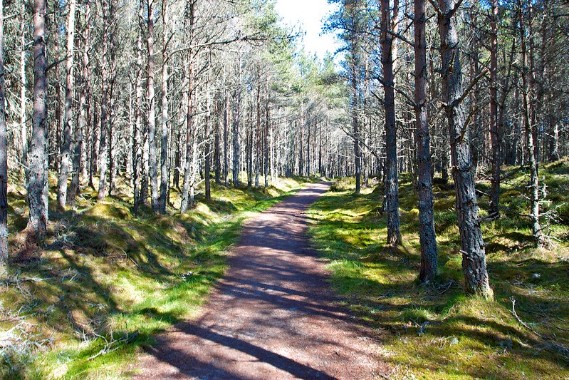 Woods near the Linn of Dee