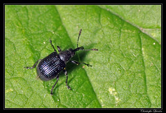 Coleoptera/Rhynchitidae