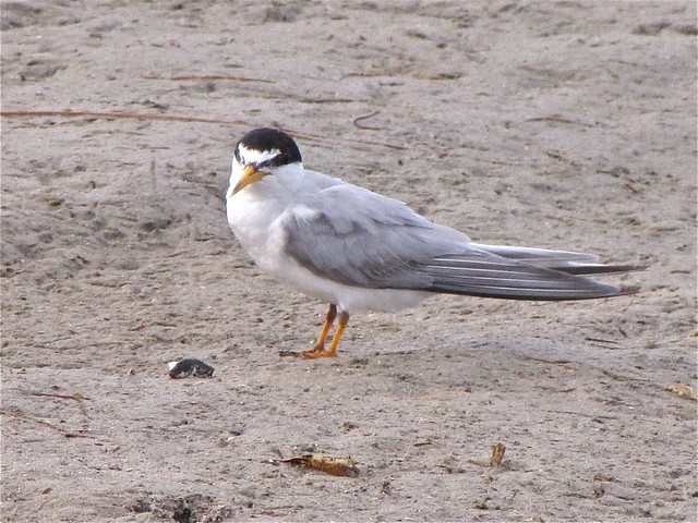 Least Tern at Fort DeSoto in Pinellas County, FL 02