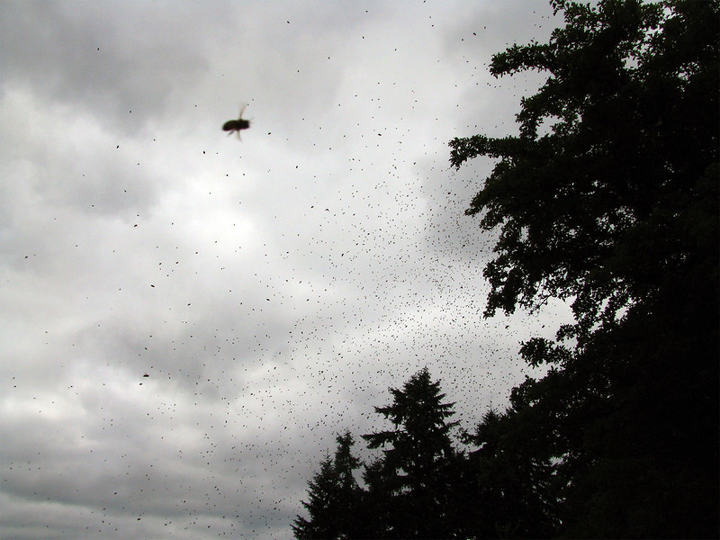 Bees swarming near the Hawthorn tree