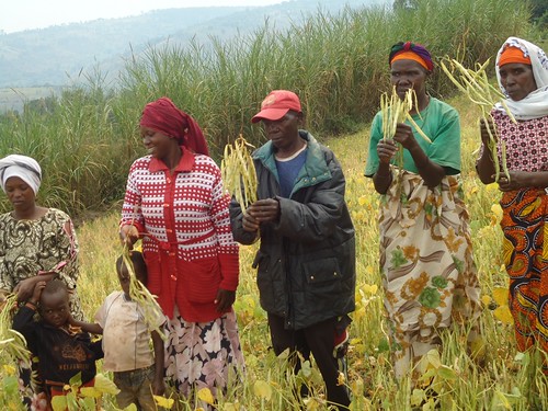 Farmers selecting desirable bean varieties during a farmers field day in Rwanda