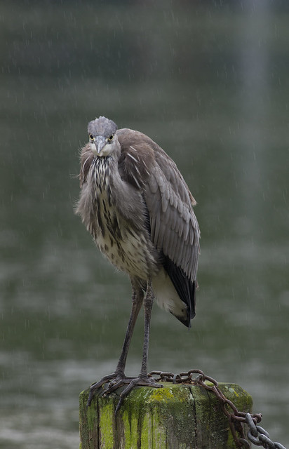 Grey heron in the rain 6