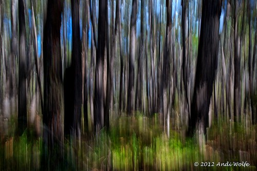 ICM: Eucalyptus grove by andiwolfe