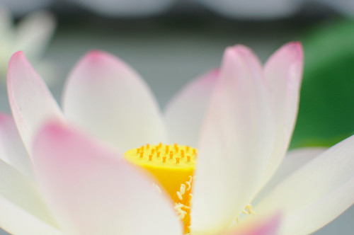 無料写真素材|花・植物|蓮・ハス