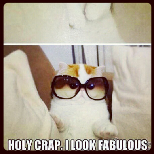 notmyphoto cat sunglasses fabulous cute kittycat funny meme  