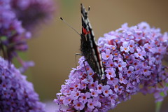 Front Garden Butterfly 