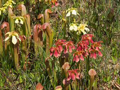 Sarracenia hybrids in the Francis Marion National Forest - Berkeley County, South Carolina - 2012-04-29
