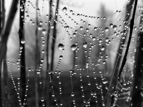A web of drops