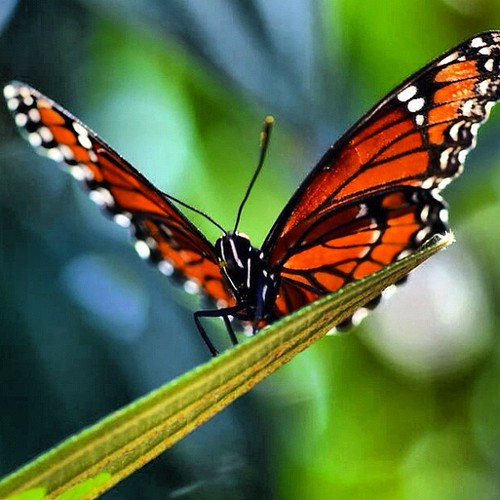 Lovely butterfly by juli anna