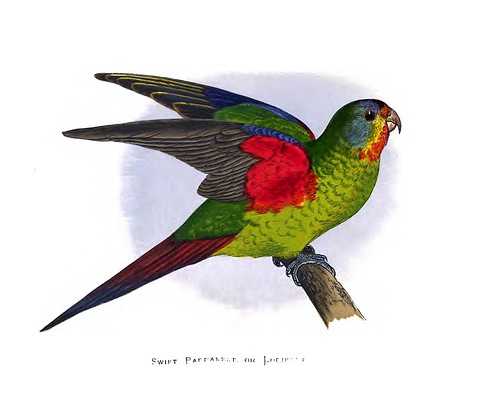 014-Parrots in captivity-1884- William Thomas Greene
