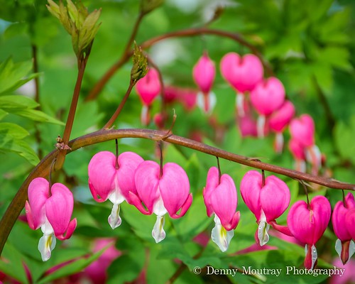 Bleeding Hearts All In A Row by DMoutray - Denny Moutray Photography