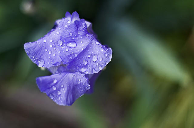 P52/Week 19: "Weather" (a.k.a. Purple Rain)