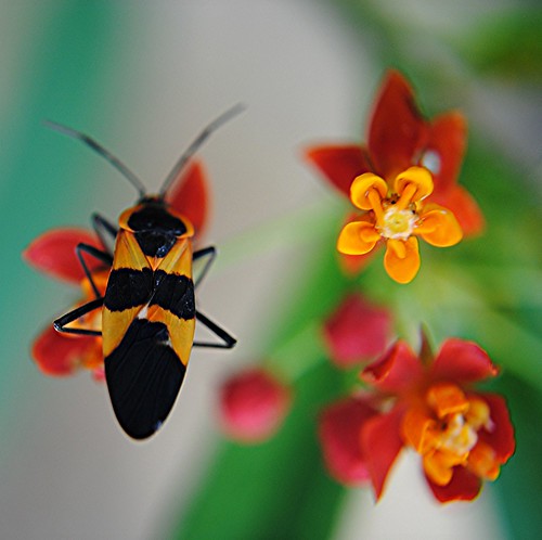 Elegant Seed Bug on red orange Milkweed by jungle mama