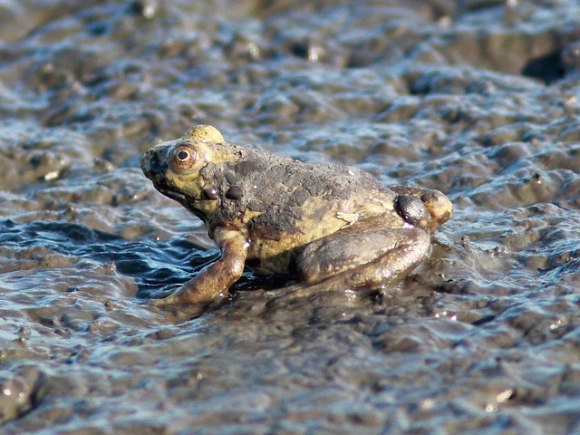 Muddy frog 20120717