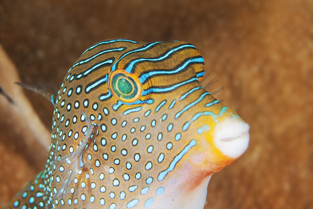 Papuan face (Canthigaster papua)