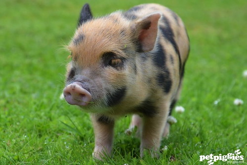 micro pig by petpiggies
