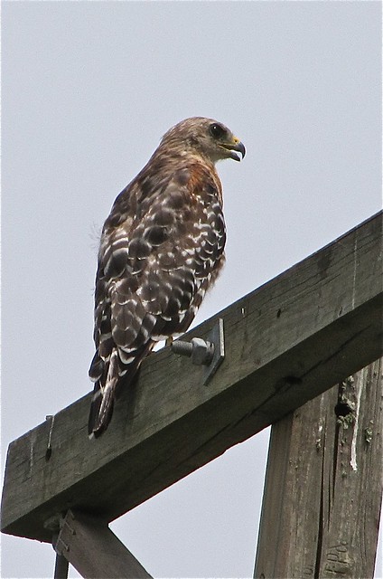 Red-shouldered Hawk at the Celery Fields in Sarasota County, FL 09