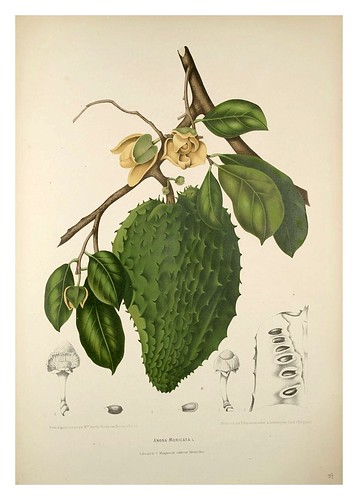 024-Fruto del arbol de la guanabana-Fleurs, fruits et feuillages choisis de l'ille de Java-1880- Berthe Hoola van Nooten
