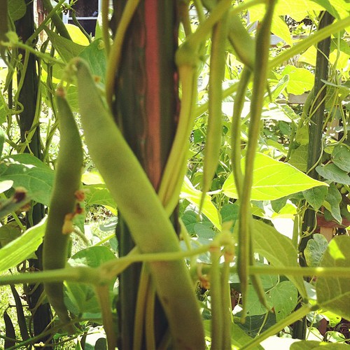 Northeaster beans #urbangarden #organicgarden #lughnasadh #maine