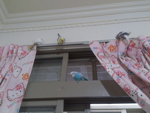 虎皮鳥寶們停在窗簾上面休息