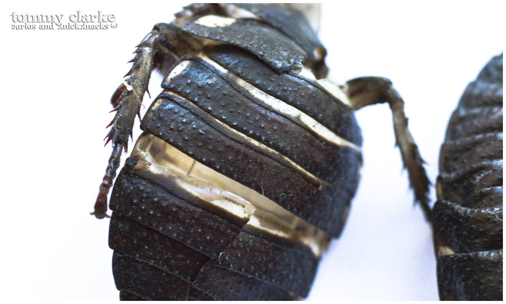cockroach (exoskeleton above)