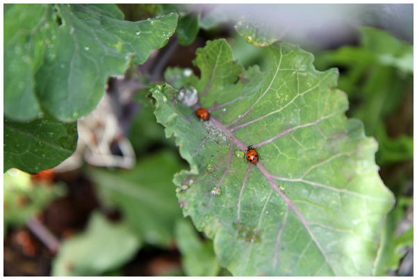 Ladybugs ignoring aphids on a tree kale