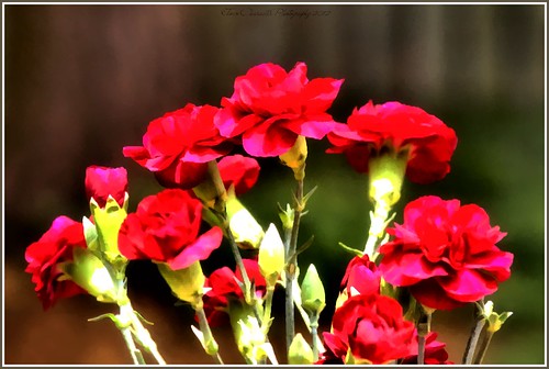 Red Carnations
