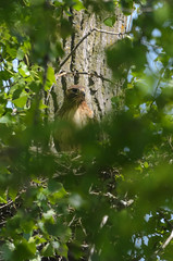 Hawk on Nest_9038.jpg by Mully410 * Images