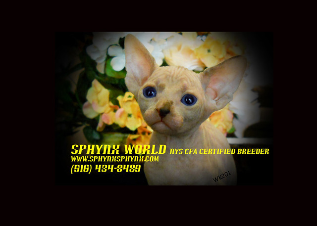 Hairless Cats FOr Sale Sphynx