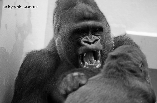 Gorilla Bobo by Rob Cam 67