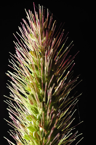Day 163 - Gone to Seed