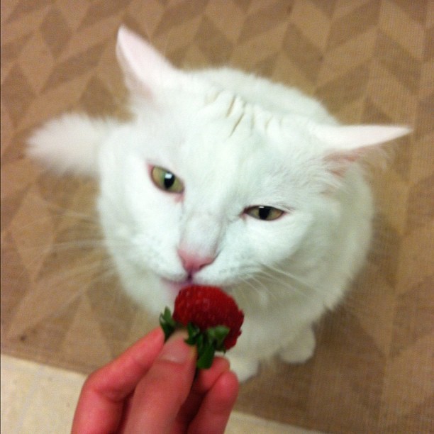 Nilla having a strawberry. Yummy.