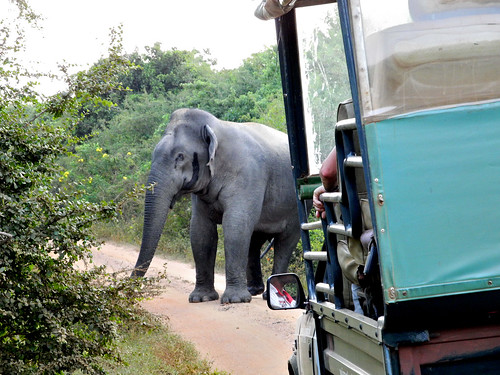 Elephant in the Road, Sri Lanka