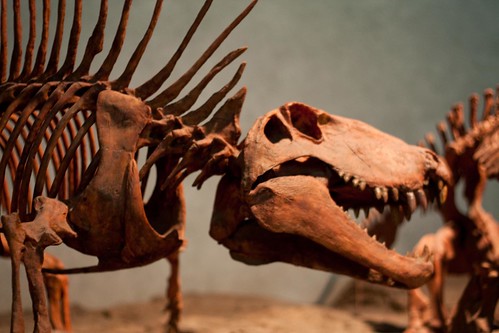 Allosaurus, Denver Museum of Nature and Science