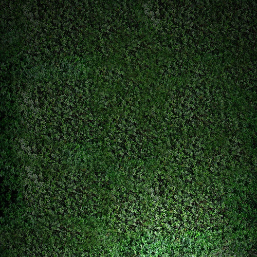 無料写真素材|花・植物|草原・草|緑色・グリーン