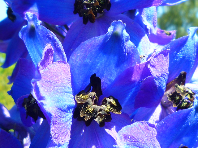 delphinium BLUE