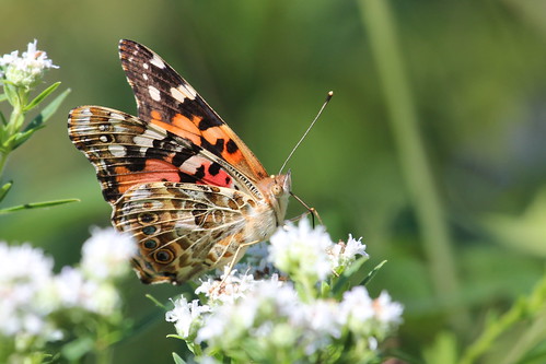 Painted Lady - female by ricmcarthur