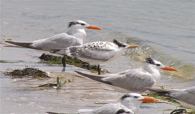 Royal Tern at the Sunshine Skyway Bridge North Rest Area in Pinellas County, FL 01