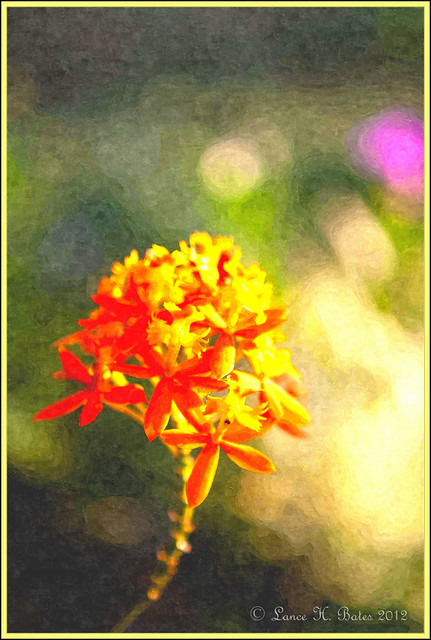 FotoSketcher - 20110206 Flower oil painting