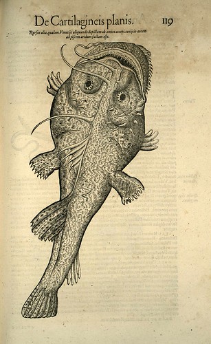 010-Icones animalium- (1553)- Conrad  Gesner- SICD Strasbourg