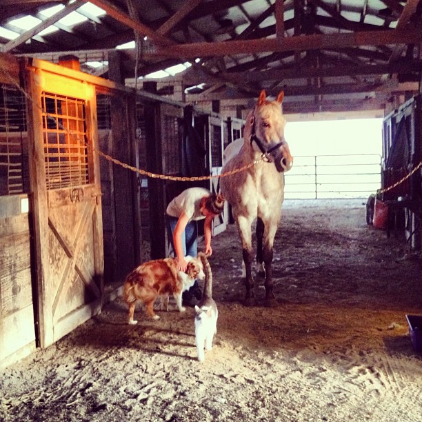 124/365+1 A Menagerie of Animals #horse #cat #dog #stable