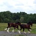 Clydesdales Running