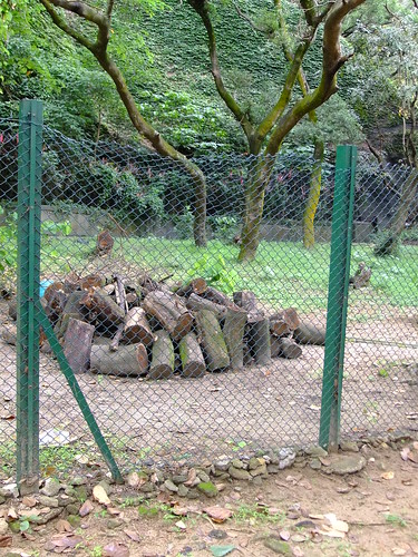 Logs in Lok Fu Park