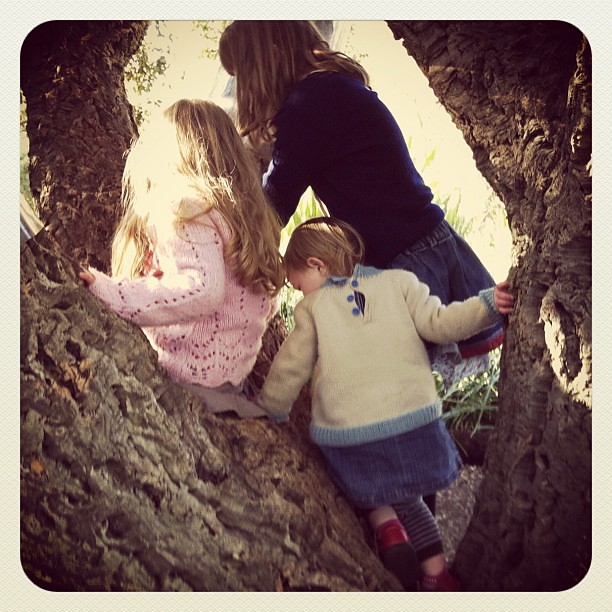 All up the tree #climbing #tree #cork