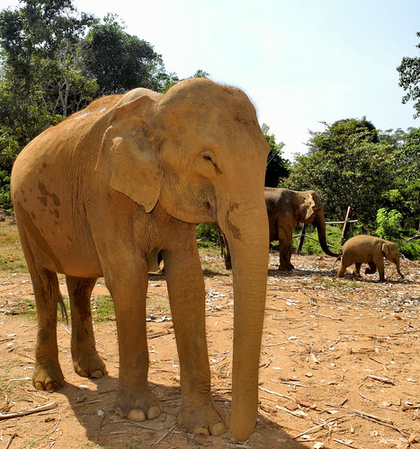 Elephant  -  Pinnawala (by Queenie)